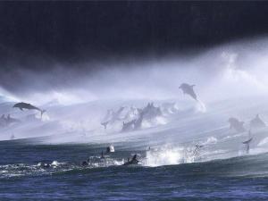 bottlenosedolphins.southafrica.jpg