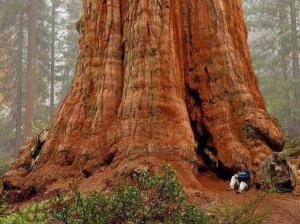 generalshermansequoia.jpg