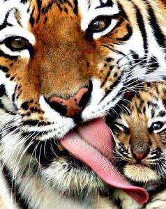 tigres.jpg