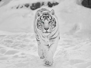 tigres_siberiansnowtiger.jpg