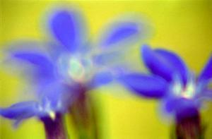 fleurs-bleues-floues.jpg