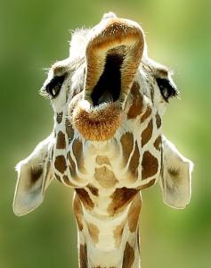 giraffesings.jpg