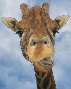 girafle.jpg