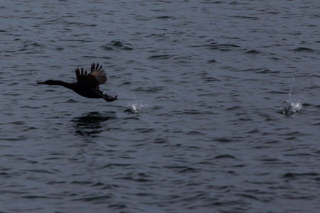 img_06499s.jpg