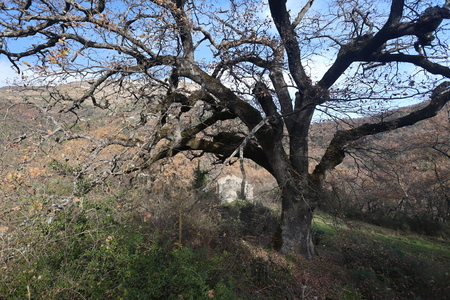 20241211.124656_r6m2_mont.lion.jpg